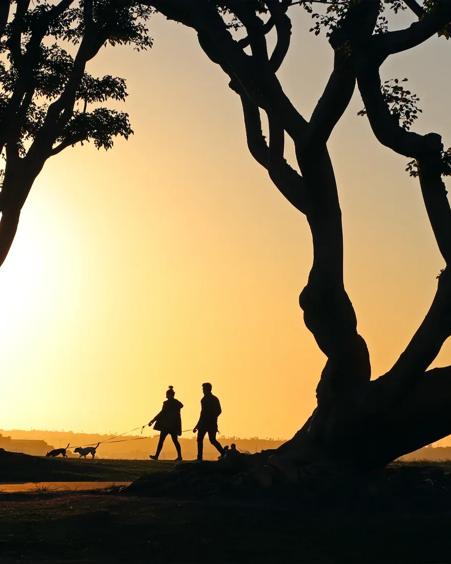 Two people walking their dogs at sunset